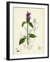 Prunella Vulgaris Self-Heal-null-Framed Giclee Print