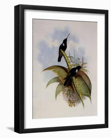 Prunelle's C?ligene, C?ligena Prunelli-John Gould-Framed Giclee Print