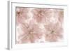 Prunus Blossom-Cora Niele-Framed Photographic Print