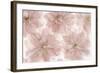 Prunus Blossom-Cora Niele-Framed Photographic Print