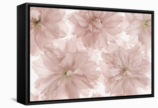 Prunus Blossom-Cora Niele-Framed Stretched Canvas