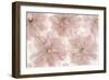 Prunus Blossom-Cora Niele-Framed Photographic Print