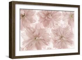 Prunus Blossom-Cora Niele-Framed Photographic Print