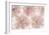 Prunus Blossom-Cora Niele-Framed Photographic Print