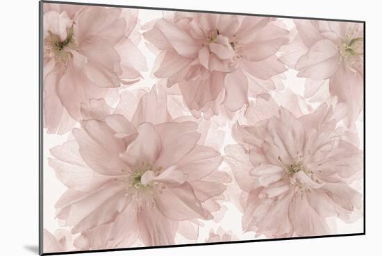 Prunus Blossom-Cora Niele-Mounted Photographic Print
