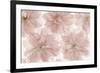 Prunus Blossom-Cora Niele-Framed Photographic Print