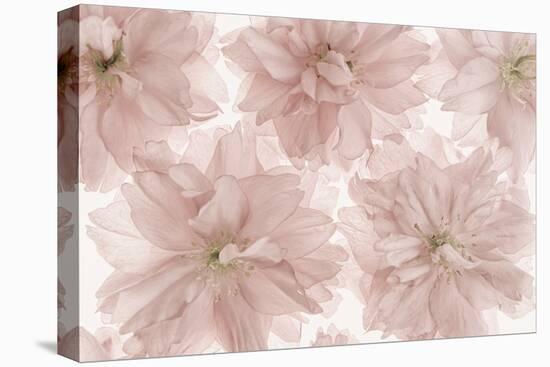 Prunus Blossom-Cora Niele-Stretched Canvas