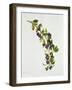 Prunus Insititia, Wild Bullace-Sally Crosthwaite-Framed Giclee Print