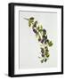 Prunus Insititia, Wild Bullace-Sally Crosthwaite-Framed Giclee Print