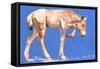 Przewalski Foal, 2012-Mark Adlington-Framed Stretched Canvas