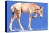 Przewalski Foal, 2012-Mark Adlington-Stretched Canvas