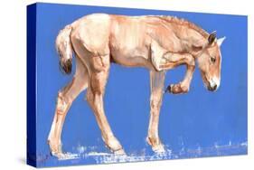 Przewalski Foal, 2012-Mark Adlington-Stretched Canvas