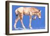 Przewalski Foal, 2012-Mark Adlington-Framed Giclee Print