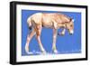 Przewalski Foal, 2012-Mark Adlington-Framed Giclee Print