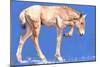 Przewalski Foal, 2012-Mark Adlington-Mounted Giclee Print