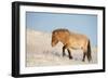 Przewalski horse (Equus ferus przewalski) Khustain Nuruu National Park, Mongolia. December.-Valeriy Maleev-Framed Photographic Print