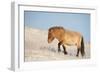 Przewalski horse (Equus ferus przewalski) Khustain Nuruu National Park, Mongolia. December.-Valeriy Maleev-Framed Photographic Print