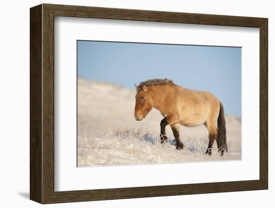 Przewalski horse (Equus ferus przewalski) Khustain Nuruu National Park, Mongolia. December.-Valeriy Maleev-Framed Photographic Print