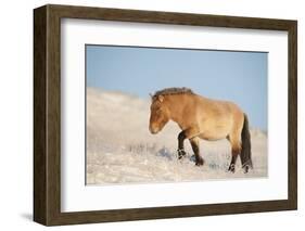 Przewalski horse (Equus ferus przewalski) Khustain Nuruu National Park, Mongolia. December.-Valeriy Maleev-Framed Photographic Print