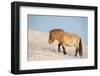 Przewalski horse (Equus ferus przewalski) Khustain Nuruu National Park, Mongolia. December.-Valeriy Maleev-Framed Photographic Print