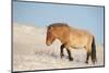 Przewalski horse (Equus ferus przewalski) Khustain Nuruu National Park, Mongolia. December.-Valeriy Maleev-Mounted Photographic Print
