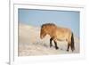 Przewalski horse (Equus ferus przewalski) Khustain Nuruu National Park, Mongolia. December.-Valeriy Maleev-Framed Photographic Print