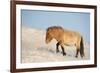 Przewalski horse (Equus ferus przewalski) Khustain Nuruu National Park, Mongolia. December.-Valeriy Maleev-Framed Photographic Print