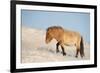 Przewalski horse (Equus ferus przewalski) Khustain Nuruu National Park, Mongolia. December.-Valeriy Maleev-Framed Photographic Print