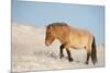 Przewalski horse (Equus ferus przewalski) Khustain Nuruu National Park, Mongolia. December.-Valeriy Maleev-Mounted Photographic Print