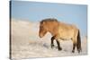 Przewalski horse (Equus ferus przewalski) Khustain Nuruu National Park, Mongolia. December.-Valeriy Maleev-Stretched Canvas