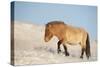 Przewalski horse (Equus ferus przewalski) Khustain Nuruu National Park, Mongolia. December.-Valeriy Maleev-Stretched Canvas