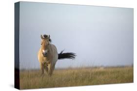 Przewalski Horse (Equus Ferus Przewalskii) Hortobagy National Park, Hungary, May 2009-Radisics-Stretched Canvas