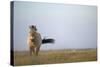 Przewalski Horse (Equus Ferus Przewalskii) Hortobagy National Park, Hungary, May 2009-Radisics-Stretched Canvas