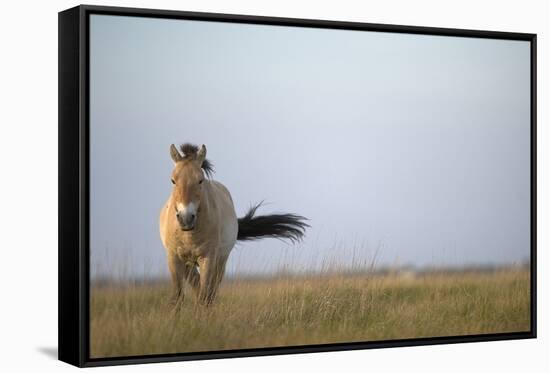 Przewalski Horse (Equus Ferus Przewalskii) Hortobagy National Park, Hungary, May 2009-Radisics-Framed Stretched Canvas