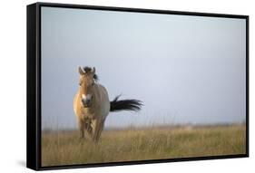 Przewalski Horse (Equus Ferus Przewalskii) Hortobagy National Park, Hungary, May 2009-Radisics-Framed Stretched Canvas