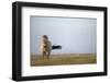 Przewalski Horse (Equus Ferus Przewalskii) Hortobagy National Park, Hungary, May 2009-Radisics-Framed Photographic Print