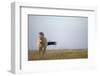 Przewalski Horse (Equus Ferus Przewalskii) Hortobagy National Park, Hungary, May 2009-Radisics-Framed Photographic Print