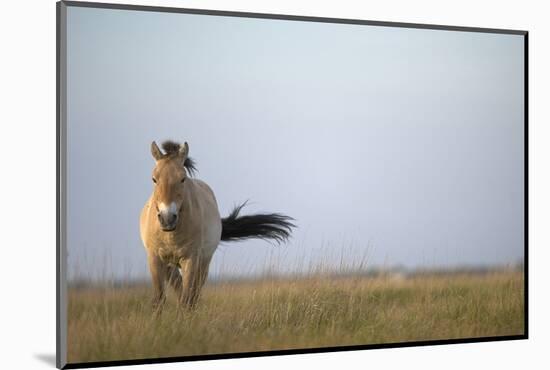 Przewalski Horse (Equus Ferus Przewalskii) Hortobagy National Park, Hungary, May 2009-Radisics-Mounted Photographic Print