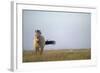 Przewalski Horse (Equus Ferus Przewalskii) Hortobagy National Park, Hungary, May 2009-Radisics-Framed Photographic Print