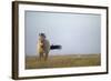 Przewalski Horse (Equus Ferus Przewalskii) Hortobagy National Park, Hungary, May 2009-Radisics-Framed Photographic Print