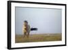 Przewalski Horse (Equus Ferus Przewalskii) Hortobagy National Park, Hungary, May 2009-Radisics-Framed Photographic Print