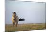 Przewalski Horse (Equus Ferus Przewalskii) Hortobagy National Park, Hungary, May 2009-Radisics-Mounted Photographic Print