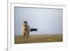 Przewalski Horse (Equus Ferus Przewalskii) Hortobagy National Park, Hungary, May 2009-Radisics-Framed Photographic Print