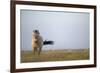 Przewalski Horse (Equus Ferus Przewalskii) Hortobagy National Park, Hungary, May 2009-Radisics-Framed Photographic Print