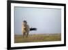 Przewalski Horse (Equus Ferus Przewalskii) Hortobagy National Park, Hungary, May 2009-Radisics-Framed Photographic Print