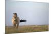 Przewalski Horse (Equus Ferus Przewalskii) Hortobagy National Park, Hungary, May 2009-Radisics-Mounted Photographic Print