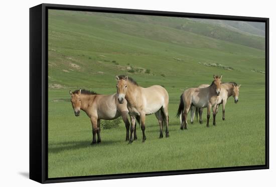 Przewalski horse's (Equus ferus przewalski) Khustain Nuruu National Park, Mongolia. June.-Valeriy Maleev-Framed Stretched Canvas