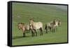 Przewalski horse's (Equus ferus przewalski) Khustain Nuruu National Park, Mongolia. June.-Valeriy Maleev-Framed Stretched Canvas