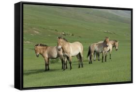 Przewalski horse's (Equus ferus przewalski) Khustain Nuruu National Park, Mongolia. June.-Valeriy Maleev-Framed Stretched Canvas