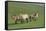 Przewalski horse's (Equus ferus przewalski) Khustain Nuruu National Park, Mongolia. June.-Valeriy Maleev-Framed Stretched Canvas